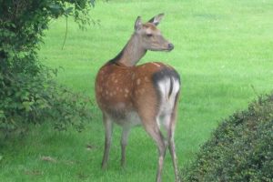 Deer Wicklow Mountains